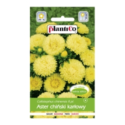 Aster-chiński-karł.KSANTYPA-/żółty/-1-g-ST